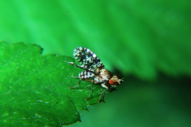 Trypetoptera punctulata (Sciomyzidae)